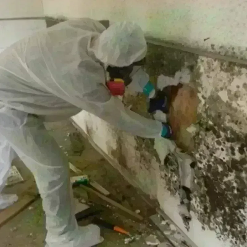 Mold Remediation and Removal in Hartville, OH